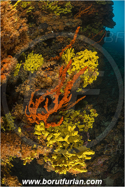 Island Cres, Island Cutin, Croatia, Adriatic sea, Mediterranean sea, Parazoanthus axinellae, Parazoanthus, Parazoanthidae, Yellow cluster anemone, Anemone, Anthozoa, Cnidaria, Cnidarian, Aplysina aerophoba, Aplysina, Aplysinidae, Yellow Tube Sponge, Golden Sponge, Axinella cannabina, Axinella, Axinellidae, Red Axinella sponge, Red branching sponge, Sponge, Porifera, Reef