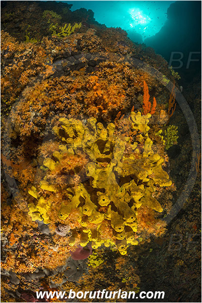 Island Cres, Island Cutin, Croatia, Adriatic sea, Mediterranean sea, Parazoanthus axinellae, Parazoanthus, Parazoanthidae, Yellow cluster anemone, Anemone, Anthozoa, Cnidaria, Cnidarian, Aplysina aerophoba, Aplysina, Aplysinidae, Yellow Tube Sponge, Golden Sponge, Sponge, Porifera, Reef