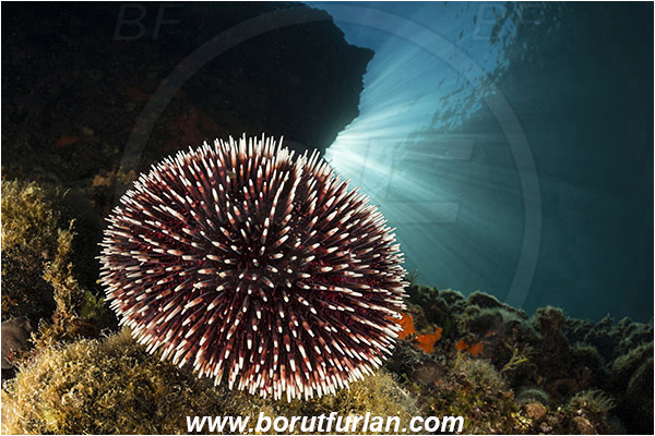 Island Plavnik, Croatia, Adriatic sea, Mediterranean sea, Sphaerechinus granularis, Sphaerechinus, Toxopneustidae, Purple Sea Urchin, Sea Urchin, Echinoidea, Echinodermata, Echinoderm, Reef, Light ray