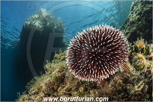 Island Plavnik, Croatia, Adriatic sea, Mediterranean sea, Sphaerechinus granularis, Sphaerechinus, Toxopneustidae, Purple Sea Urchin, Sea Urchin, Echinoidea, Echinodermata, Echinoderm, Reef