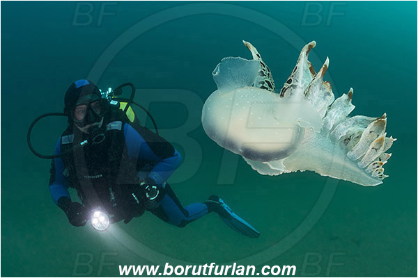 Fiesa, Slovenia, Adriatic sea, Mediterranean sea, Tethys fimbria, Tethys, Tethydidae, Fimbria snail, Nudibranch, Sea slug, Gastropoda, Mollusca, Swimming, Diver