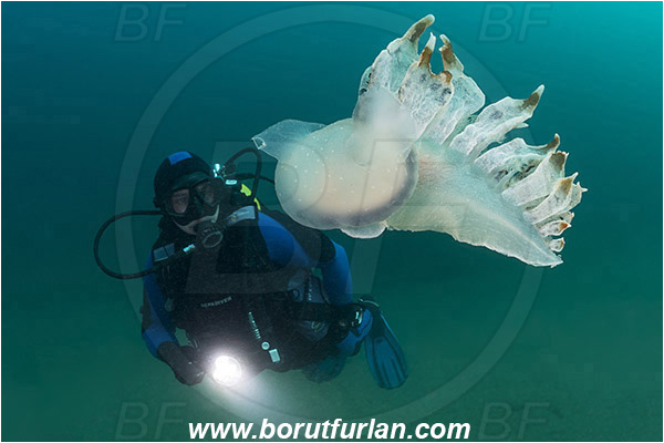 Fiesa, Slovenia, Adriatic sea, Mediterranean sea, Tethys fimbria, Tethys, Tethydidae, Fimbria snail, Nudibranch, Sea slug, Gastropoda, Mollusca, Swimming, Diver