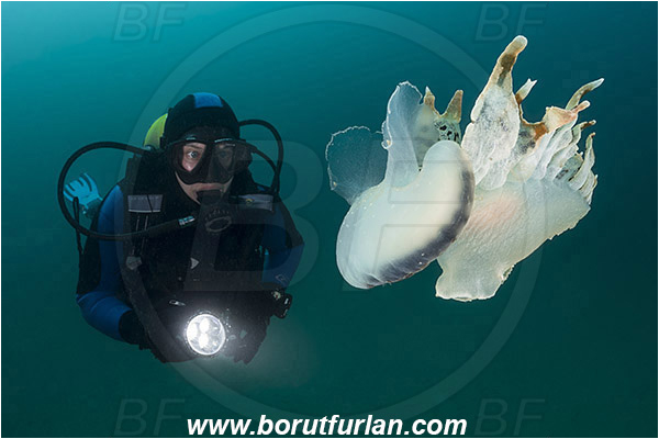 Fiesa, Slovenia, Adriatic sea, Mediterranean sea, Tethys fimbria, Tethys, Tethydidae, Fimbria snail, Nudibranch, Sea slug, Gastropoda, Mollusca, Swimming, Diver