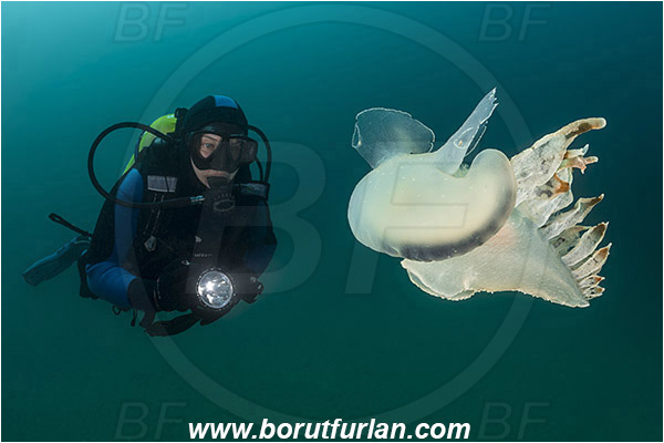 Fiesa, Slovenia, Adriatic sea, Mediterranean sea, Tethys fimbria, Tethys, Tethydidae, Fimbria snail, Nudibranch, Sea slug, Gastropoda, Mollusca, Swimming, Diver