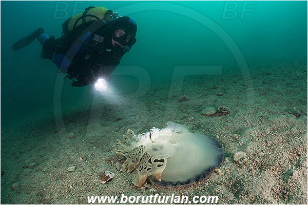 Fiesa, Slovenia, Adriatic sea, Mediterranean sea, Tethys fimbria, Tethys, Tethydidae, Fimbria snail, Nudibranch, Sea slug, Gastropoda, Mollusca, Diver
