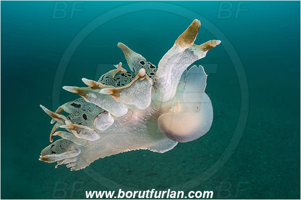 Fiesa, Slovenia, Adriatic sea, Mediterranean sea, Tethys fimbria, Tethys, Tethydidae, Fimbria snail, Nudibranch, Sea slug, Gastropoda, Mollusca, Swimming