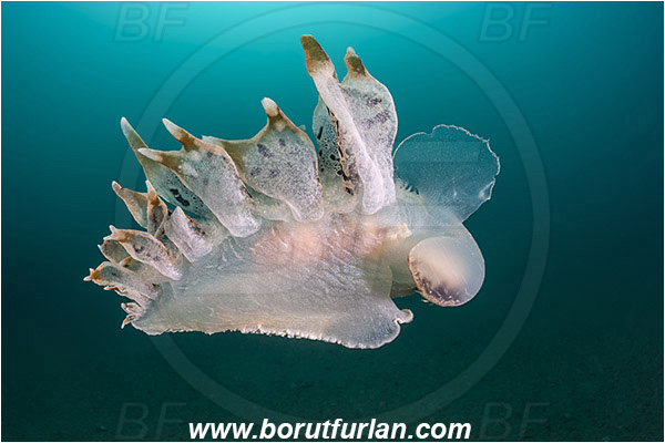 Fiesa, Slovenia, Adriatic sea, Mediterranean sea, Tethys fimbria, Tethys, Tethydidae, Fimbria snail, Nudibranch, Sea slug, Gastropoda, Mollusca, Swimming