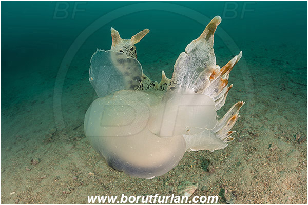 Fiesa, Slovenia, Adriatic sea, Mediterranean sea, Tethys fimbria, Tethys, Tethydidae, Fimbria snail, Nudibranch, Sea slug, Gastropoda, Mollusca, Swimming