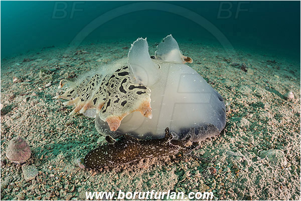 Fiesa, Slovenia, Adriatic sea, Mediterranean sea, Tethys fimbria, Tethys, Tethydidae, Fimbria snail, Aplysia punctata, Aplysia, Aplysiidae, Spotted sea hare, Sea hare, Nudibranch, Sea slug, Gastropoda, Mollusca