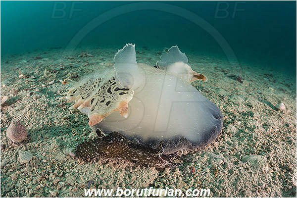 Fiesa, Slovenia, Adriatic sea, Mediterranean sea, Tethys fimbria, Tethys, Tethydidae, Fimbria snail, Aplysia punctata, Aplysia, Aplysiidae, Spotted sea hare, Sea hare, Nudibranch, Sea slug, Gastropoda, Mollusca