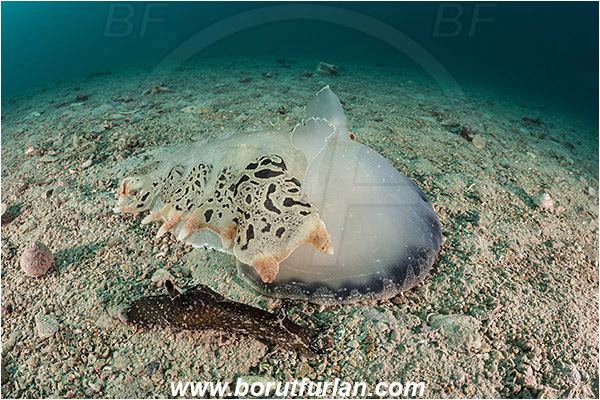 Fiesa, Slovenia, Adriatic sea, Mediterranean sea, Tethys fimbria, Tethys, Tethydidae, Fimbria snail, Aplysia punctata, Aplysia, Aplysiidae, Spotted sea hare, Sea hare, Nudibranch, Sea slug, Gastropoda, Mollusca