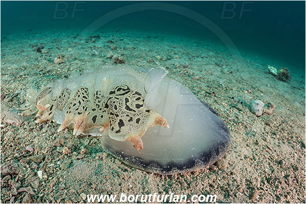Fiesa, Slovenia, Adriatic sea, Mediterranean sea, Tethys fimbria, Tethys, Tethydidae, Fimbria snail, Nudibranch, Sea slug, Gastropoda, Mollusca