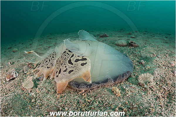 Fiesa, Slovenia, Adriatic sea, Mediterranean sea, Tethys fimbria, Tethys, Tethydidae, Fimbria snail, Nudibranch, Sea slug, Gastropoda, Mollusca