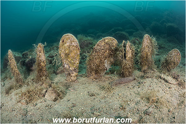 Fiesa, Slovenia, Adriatic sea, Mediterranean sea, Pinna nobilis, Pinna, Pinnidae, Bivalvia, Mollusca, Mollusc, Noble pen shell, Fan-mussel, Shell, Reef