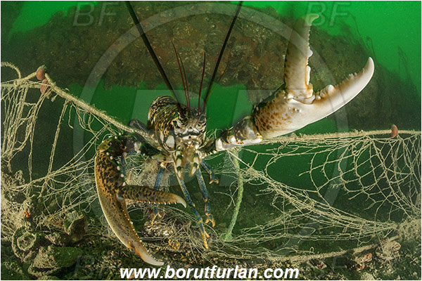 Piran, Slovenia, Adriatic sea, Mediterranean sea, Homarus gammarus, Homarus, Nephropidae, Decapoda, European lobster, Common lobster, Lobster, Crustacea, Crustacean, Caught crab, Fishing net