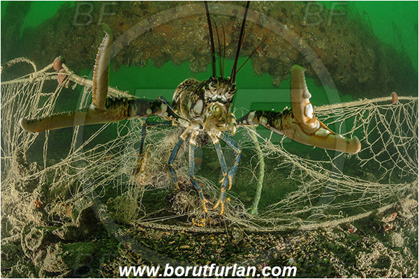 Piran, Slovenia, Adriatic sea, Mediterranean sea, Homarus gammarus, Homarus, Nephropidae, Decapoda, European lobster, Common lobster, Lobster, Crustacea, Crustacean, Caught crab, Fishing net