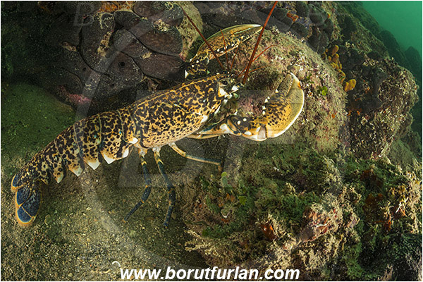 Piran, Slovenia, Adriatic sea, Mediterranean sea, Homarus gammarus, Homarus, Nephropidae, Decapoda, European lobster, Common lobster, Lobster, Crustacea, Crustacean, Reef