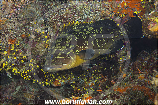 Island Hvar, Croatia, Adriatic sea, Mediterranean sea, Epinephelus marginatus, Epinephelus, Serranidae, Dusky grouper, Grouper, Fish, Juvenile