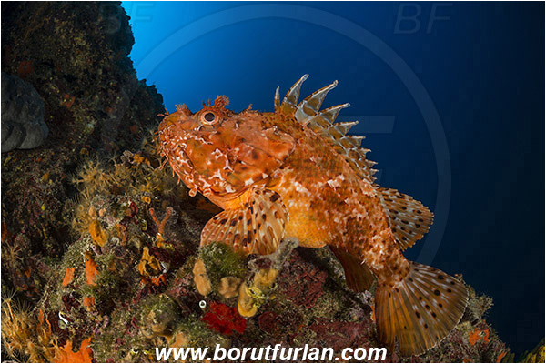 Island Hvar, Croatia, Adriatic sea, Mediterranean sea, Scorpaena scrofa, Scorpaena, Scorpaenidae, Great red scorpionfish, Scorpionfish, Fish, Reef