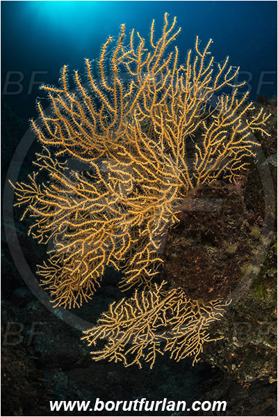 Island Hvar, Croatia, Adriatic sea, Mediterranean sea, Eunicella cavolini, Eunicella, Gorgoniidae, Yellow gorgonian, Sea fan, Coral, Cnidaria, Cnidarian