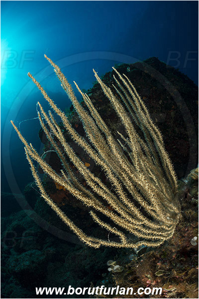 Island Hvar, Croatia, Adriatic sea, Mediterranean sea, Eunicella singularis, Eunicella, Gorgoniidae, Mediterranean white horny coral, Sea fan, Coral, Cnidaria, Cnidarian, Reef