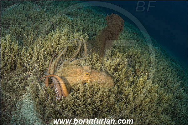 Island Hvar, Croatia, Adriatic sea, Mediterranean sea, Octopus vulgaris, Octopus, Octopodidae, Common octopus, Cephalopoda, Mollusca, Mollusc, Reef, Inking, Algae
