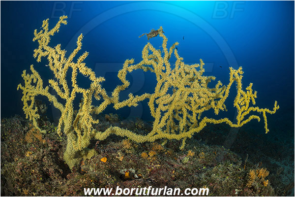Island Hvar, Croatia, Adriatic sea, Mediterranean sea, Savalia savaglia, Savalia, Mediterranean Gold Coral, False Mediterranean Black Coral, Sea fan, Coral, Anthozoa, Cnidaria, Cnidarian, Reef