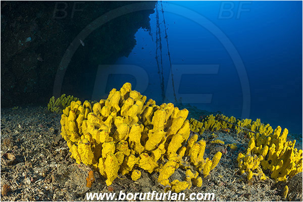 Island Hvar, Croatia, Adriatic sea, Mediterranean sea, Aplysina aerophoba, Aplysina, Aplysinidae, Yellow Tube Sponge, Golden Sponge, Sponge, Porifera, Reef