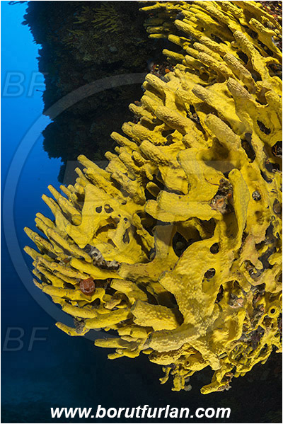 Island Hvar, Croatia, Adriatic sea, Mediterranean sea, Aplysina aerophoba, Aplysina, Aplysinidae, Yellow Tube Sponge, Golden Sponge, Sponge, Porifera, Reef