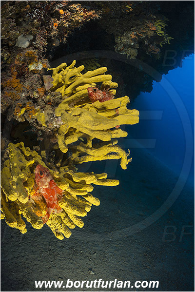 Island Hvar, Croatia, Adriatic sea, Mediterranean sea, Aplysina aerophoba, Aplysina, Aplysinidae, Yellow Tube Sponge, Golden Sponge, Sponge, Porifera, Reef, Scorpaena notata, Scorpaena, Scorpaenidae, Small red scorpionfish, Scorpionfish, Fish, Cave