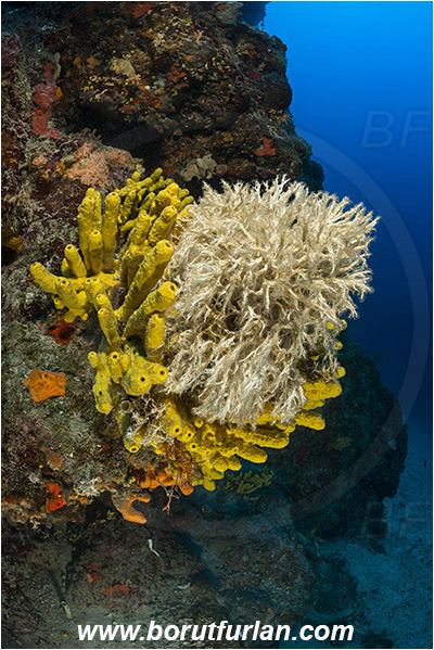 Island Hvar, Croatia, Adriatic sea, Mediterranean sea, Aplysina aerophoba, Aplysina, Aplysinidae, Yellow Tube Sponge, Golden Sponge, Sponge, Porifera, Reef, Salmacina sp., Salmacina, Serpulidae, Colony of tangled tube worm, Worm, Polychaeta