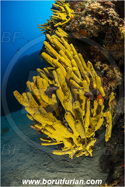 Island Hvar, Croatia, Adriatic sea, Mediterranean sea, Aplysina aerophoba, Aplysina, Aplysinidae, Yellow Tube Sponge, Golden Sponge, Sponge, Porifera, Reef