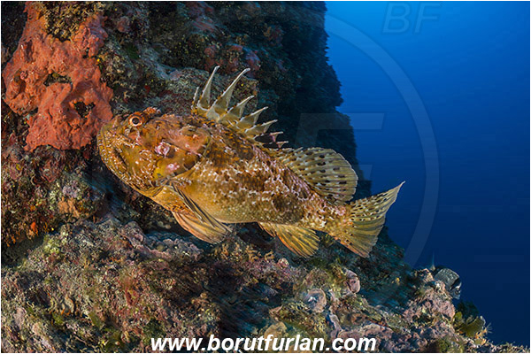 Island Hvar, Croatia, Adriatic sea, Mediterranean sea, Scorpaena scrofa, Scorpaena, Scorpaenidae, Great red scorpionfish, Scorpionfish, Fish, Reef