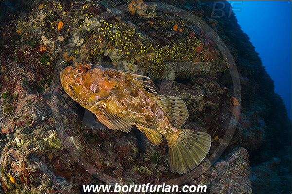 Island Hvar, Croatia, Adriatic sea, Mediterranean sea, Scorpaena scrofa, Scorpaena, Scorpaenidae, Great red scorpionfish, Scorpionfish, Fish, Reef