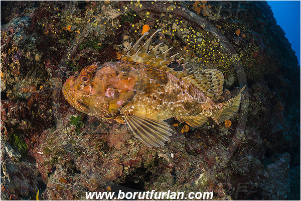 Island Hvar, Croatia, Adriatic sea, Mediterranean sea, Scorpaena scrofa, Scorpaena, Scorpaenidae, Great red scorpionfish, Scorpionfish, Fish, Reef