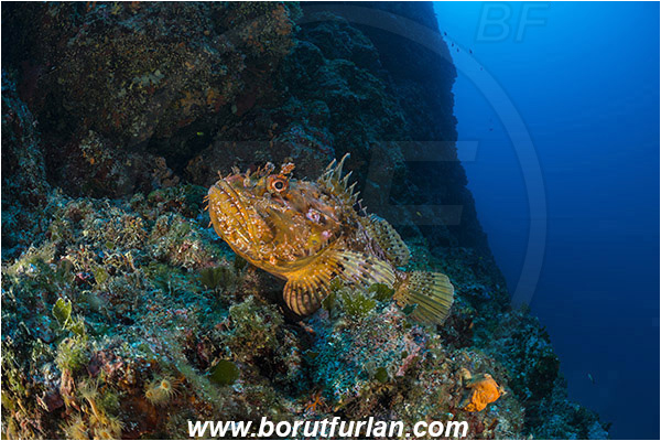 Island Hvar, Croatia, Adriatic sea, Mediterranean sea, Scorpaena scrofa, Scorpaena, Scorpaenidae, Great red scorpionfish, Scorpionfish, Fish, Reef