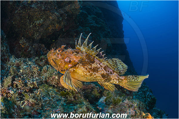 Island Hvar, Croatia, Adriatic sea, Mediterranean sea, Scorpaena scrofa, Scorpaena, Scorpaenidae, Great red scorpionfish, Scorpionfish, Fish, Reef