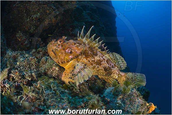 Island Hvar, Croatia, Adriatic sea, Mediterranean sea, Scorpaena scrofa, Scorpaena, Scorpaenidae, Great red scorpionfish, Scorpionfish, Fish, Reef