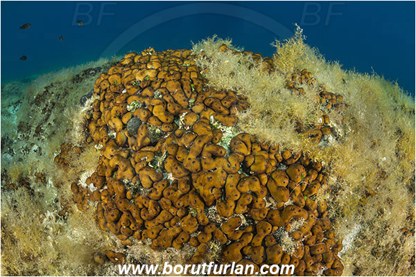 Island Hvar, Croatia, Adriatic sea, Mediterranean sea, Chondrilla nucula, Chondrilla, Chondrillidae, Chicken-liver sponge, Sponge, Porifera, Reef