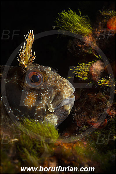 Island Hvar, Croatia, Adriatic sea, Mediterranean sea, Parablennius gattorugine, Parablennius, Blenniidae, Tompot blenny, Blenny, Fish, Portrait