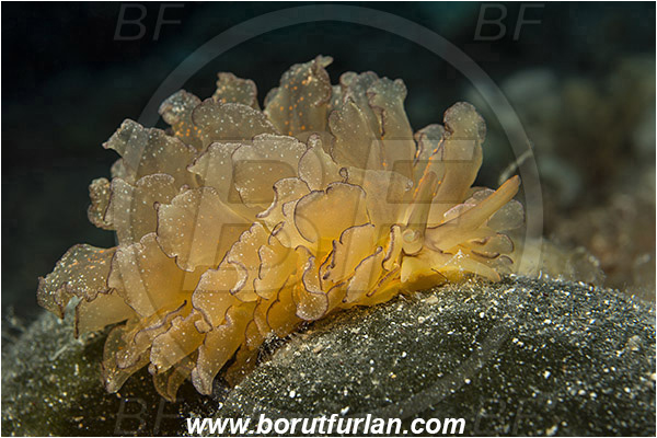 Island Hvar, Croatia, Adriatic sea, Mediterranean sea, Cyerce cristallina, Cyerce, Hermaeidae, Harlequin glass slug, Nudibranch, Sea slug, Gastropoda, Mollusca