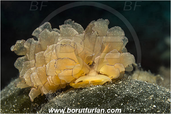 Island Hvar, Croatia, Adriatic sea, Mediterranean sea, Cyerce cristallina, Cyerce, Hermaeidae, Harlequin glass slug, Nudibranch, Sea slug, Gastropoda, Mollusca