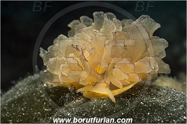 Island Hvar, Croatia, Adriatic sea, Mediterranean sea, Cyerce cristallina, Cyerce, Hermaeidae, Harlequin glass slug, Nudibranch, Sea slug, Gastropoda, Mollusca