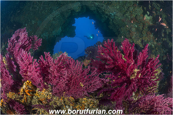 Island Hvar, Croatia, Adriatic sea, Mediterranean sea, Paramuricea clavata, Paramuricea, Plexauridae, Mediterranean gorgonian, Sea fan, Coral, Cnidaria, Cnidarian, Reef, Window, Tunnel, Diver