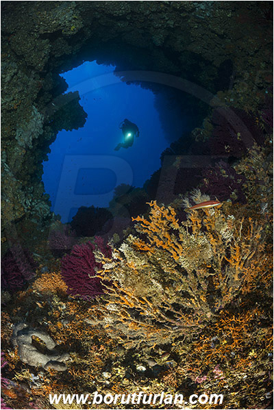 Island Hvar, Croatia, Adriatic sea, Mediterranean sea, Paramuricea clavata, Paramuricea, Plexauridae, Mediterranean gorgonian, Sea fan, Coral, Cnidaria, Cnidarian, Reef, Window, Tunnel, Diver, Dead gorgonian
