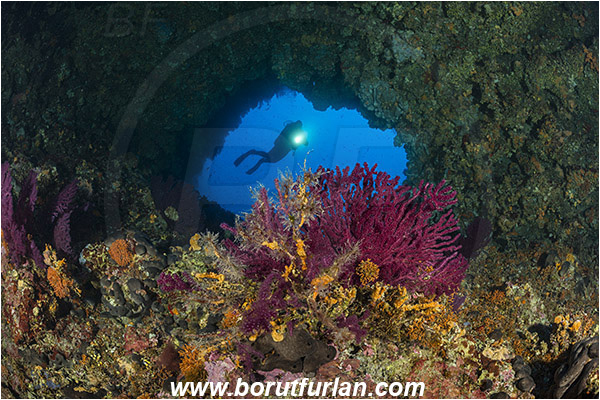 Island Hvar, Croatia, Adriatic sea, Mediterranean sea, Paramuricea clavata, Paramuricea, Plexauridae, Mediterranean gorgonian, Sea fan, Coral, Cnidaria, Cnidarian, Reef, Window, Tunnel, Diver