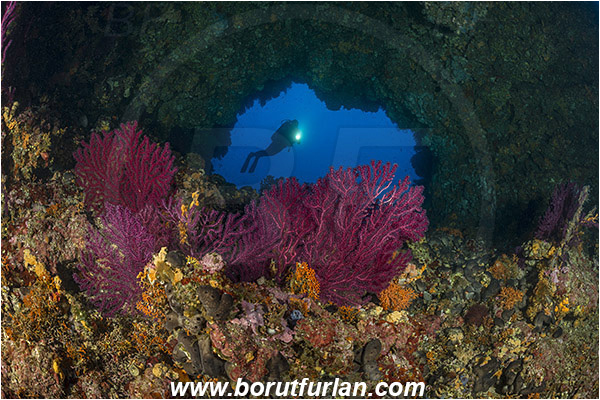 Island Hvar, Croatia, Adriatic sea, Mediterranean sea, Paramuricea clavata, Paramuricea, Plexauridae, Mediterranean gorgonian, Sea fan, Coral, Cnidaria, Cnidarian, Reef, Window, Tunnel, Diver