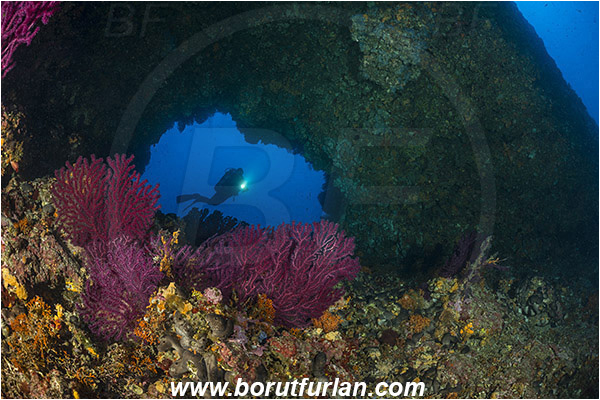 Island Hvar, Croatia, Adriatic sea, Mediterranean sea, Paramuricea clavata, Paramuricea, Plexauridae, Mediterranean gorgonian, Sea fan, Coral, Cnidaria, Cnidarian, Reef, Window, Tunnel, Diver