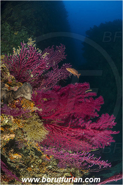 Island Hvar, Croatia, Adriatic sea, Mediterranean sea, Paramuricea clavata, Paramuricea, Plexauridae, Mediterranean gorgonian, Sea fan, Coral, Cnidaria, Cnidarian, Reef, Canyon