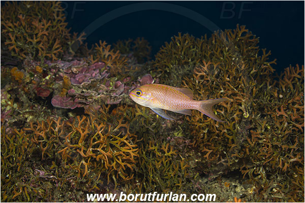 Island Mljet, Croatia, Adriatic sea, Mediterranean sea, Pentapora fascialis, Pentapora, Bitectiporidae, Bryozoa, Bryozoan, Reef, Anthias anthias, Anthias, Serranidae, Swallowtail seaperch, Seaperch, Fish